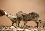 В Шымкентском зоопарке начался бэби-бум