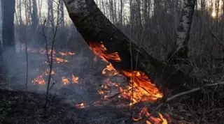 В Сибири горит 18 тысяч гектаров леса