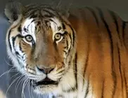 Цирковой тигр помочился на VIP-персон в Экибастузе