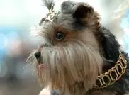 Названы самые дорогие стрижки для собак в Алматы