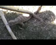 ФОТО: Варана поймали во дворе частного дома в Шымкенте