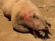 Жители Нью-Йорка обнаружили труп "чупакабры"