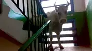Корова забралась на пятый этаж дома из-за "ухаживаний" быка в России