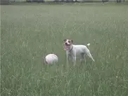 В Екатеринбурге пройдет футбольный матч между собаками