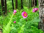 Трое жителей Восточного Казахстана осуждены за выкапывание червей