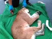 Дикая пума зашла в американское казино