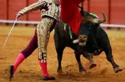 Коррида вернется на испанское телевидение после шести лет запрета