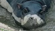 В ЮАР бегемот умер в плавательном бассейне