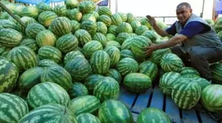 В Россию из Казахстана завезли зараженные виноград и арбузы