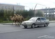 ФОТО: Верблюды запросто гуляют по Атырау