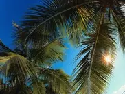 Жителям Петропавловска запретили забираться на пальмы