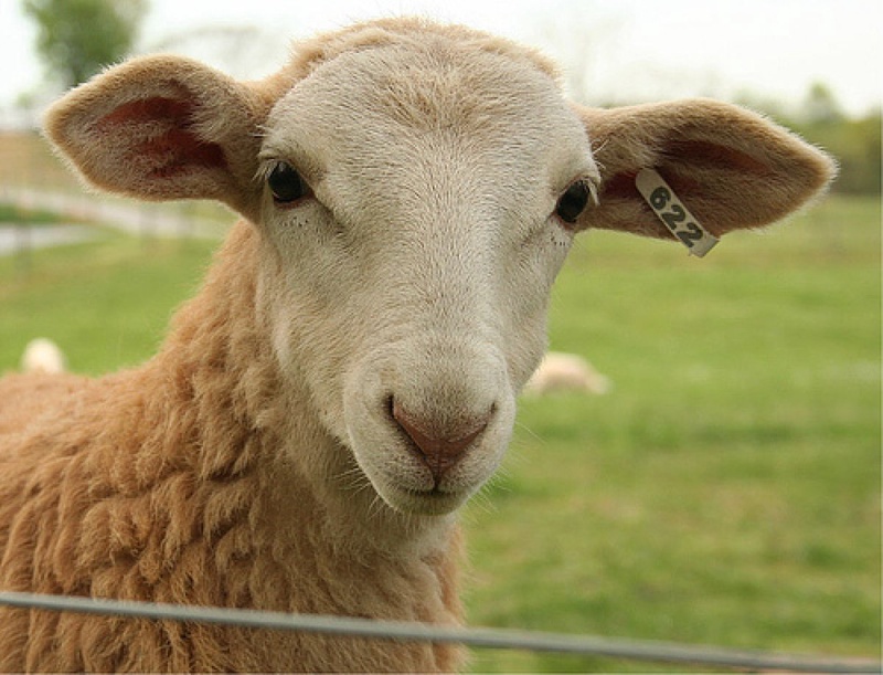 Фото с сайта sheep101.info