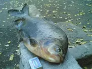 ФОТО: Двухкилограммовую пиранью поймали рыбаки в Павлодарской области