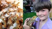 Девятилетний мальчик держит у себя дома сотню ящериц