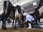 В Кыргызстане детское питание готовили из зараженного бруцеллезом молока