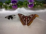 Выставка экзотических бабочек открылась в Актау