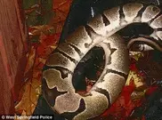 Американец избил подругу питоном