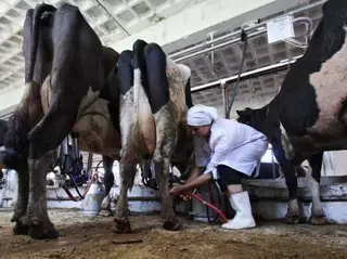 Кыргызстан продолжает работу по снятию запрета на ввоз молока в Казахстан 