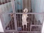 Настоящий день рождения устроили собаке кинологи в Мангистауской области