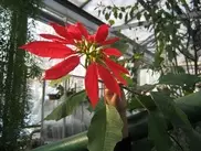 В канун Рождества в ботаническом саду Петропавловска расцвела "Вифлеемская" звезда