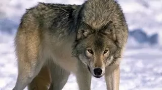 В Якутии объявят режим ЧС из-за нашествия волков