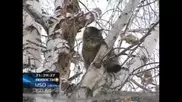 Кошка едва не погибла на дереве в Усть-Каменогорске из-за отсутствия спецведомства