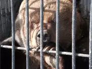 Зита из Семея перестала сосать лапу