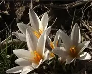 Подснежники расцвели в Южном Казахстане