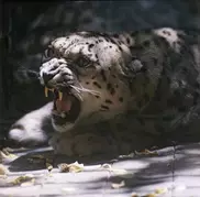 Казахстанским ирбисам грозит вымирание из-за грибов-паразитов