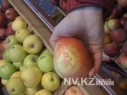 В Караганде появились яблоки с иероглифами 