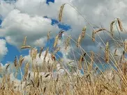 450 миллионов тенге субсидирует правительство Казахстана на семена