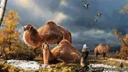 Предки верблюдов жили в Арктике