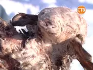 В пригороде Павлодара родился трехглазый и восьминогий ягненок