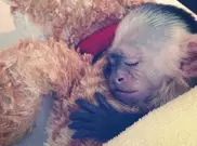 История обезьянки Бибера получила продолжение