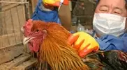 От птичьего гриппа скончался шестой человек в Китае