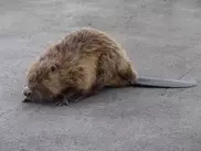 Дикий бобр убил белорусского рыбака