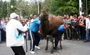 Мужчина поднял и пронес верблюда по центру Талдыкоргана