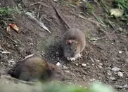 За продажу мяса крыс под видом говядины арестованы около тысячи человек в Китае