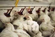 Новая вспышка птичьего гриппа зафиксирована в Нидерландах