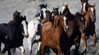 За кражу 43 лошадей жителям ВКО дали по пять лет тюрьмы
