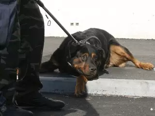 Ротвейлер насмерть загрыз сторожа на автостоянке в Алматы