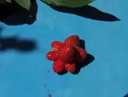 Дачники Семея хвастаются необычным урожаем