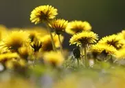 Казахстанским одуванчиком заинтересовались мировые производители шин