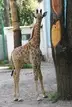 В зоопарке Алматы родился жираф