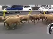 Бараны в сопровождении полиции пробежали по дороге в Алматы