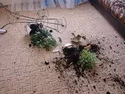 Горшками с цветами закидал мужчина таксиста в Усть-Каменогорске