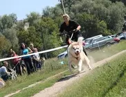 Ездовые собаки набирают популярность в Усть-Каменогорске
