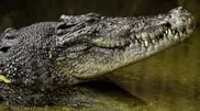 Крокодил съел гостя вечеринки в Австралии