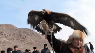 Под угрозой срыва оказался турнир с ловчими птицами в Алматинской области