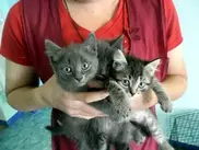 Полицейские задержали "лжетеррориста" в Костанае за подброшенных котят